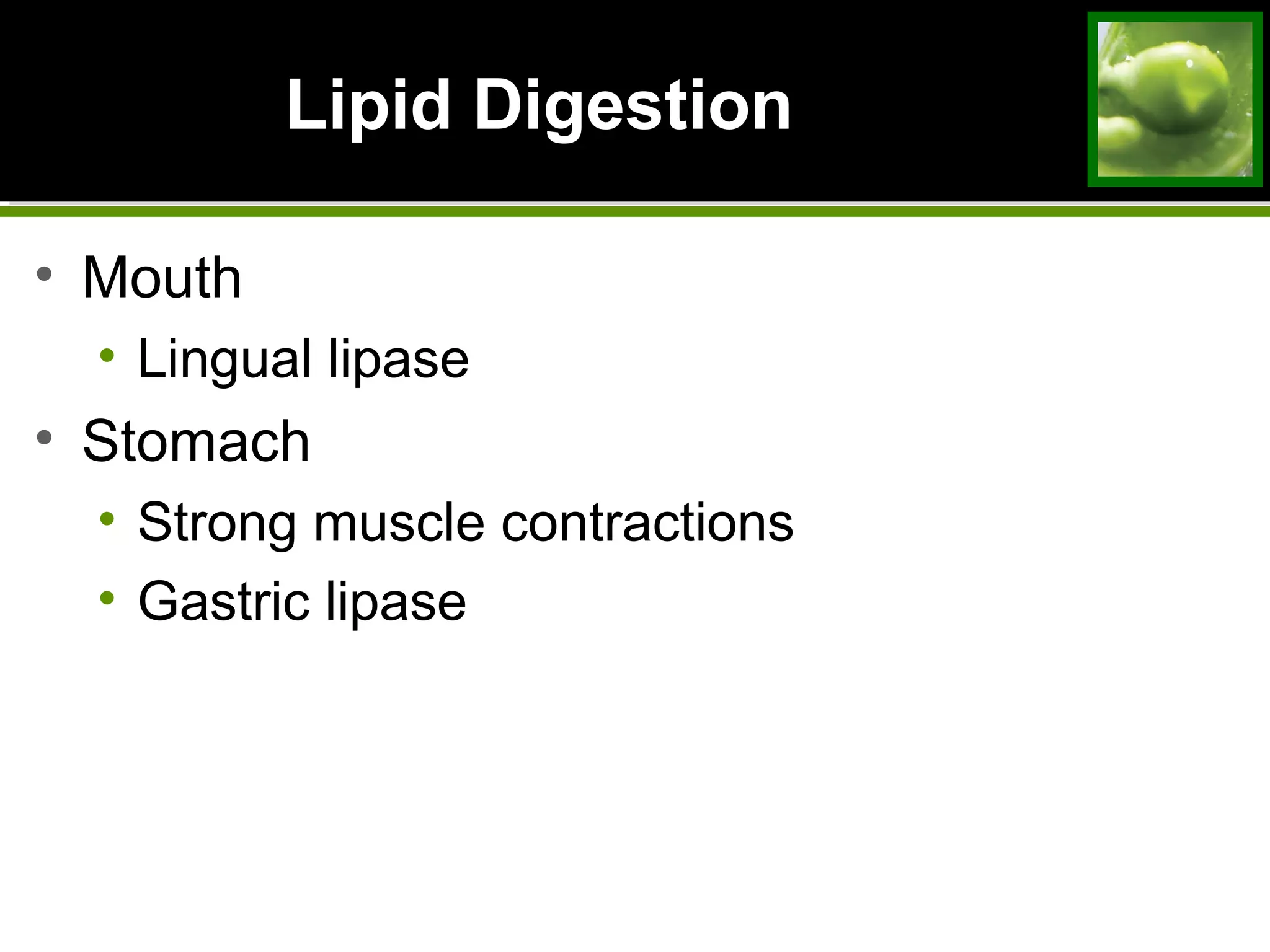 Lipid DigestionLipid Digestion
• Mouth
• Lingual lipase
• Stomach
• Strong muscle contractions
• Gastric lipase
 