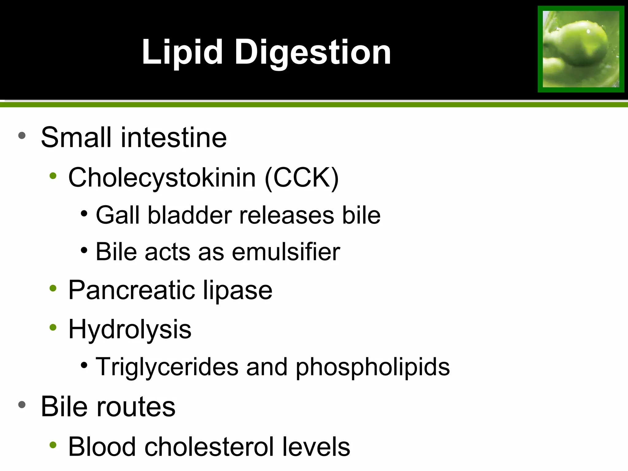 Lipid DigestionLipid Digestion
• Small intestine
• Cholecystokinin (CCK)
• Gall bladder releases bile
• Bile acts as emulsifier
• Pancreatic lipase
• Hydrolysis
• Triglycerides and phospholipids
• Bile routes
• Blood cholesterol levels
 