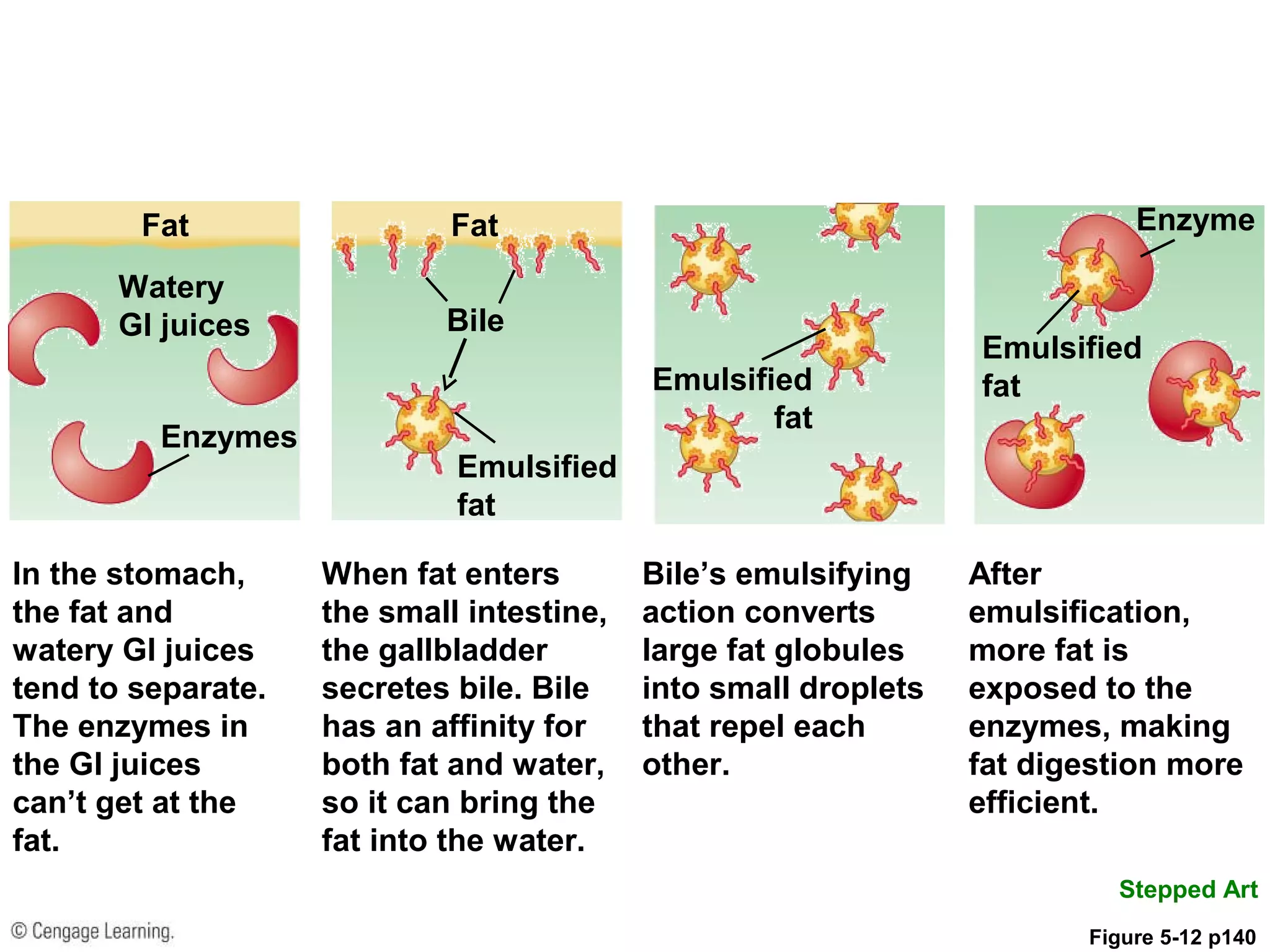 Fat
Watery
GI juices
Fat
In the stomach,
the fat and
watery GI juices
tend to separate.
The enzymes in
the GI juices
can’t get at the
fat.
When fat enters
the small intestine,
the gallbladder
secretes bile. Bile
has an affinity for
both fat and water,
so it can bring the
fat into the water.
Bile’s emulsifying
action converts
large fat globules
into small droplets
that repel each
other.
After
emulsification,
more fat is
exposed to the
enzymes, making
fat digestion more
efficient.
Enzyme
Bile
Enzymes
Stepped Art
Emulsified
fatEmulsified
fat
Figure 5-12 p140
Emulsified
fat
 