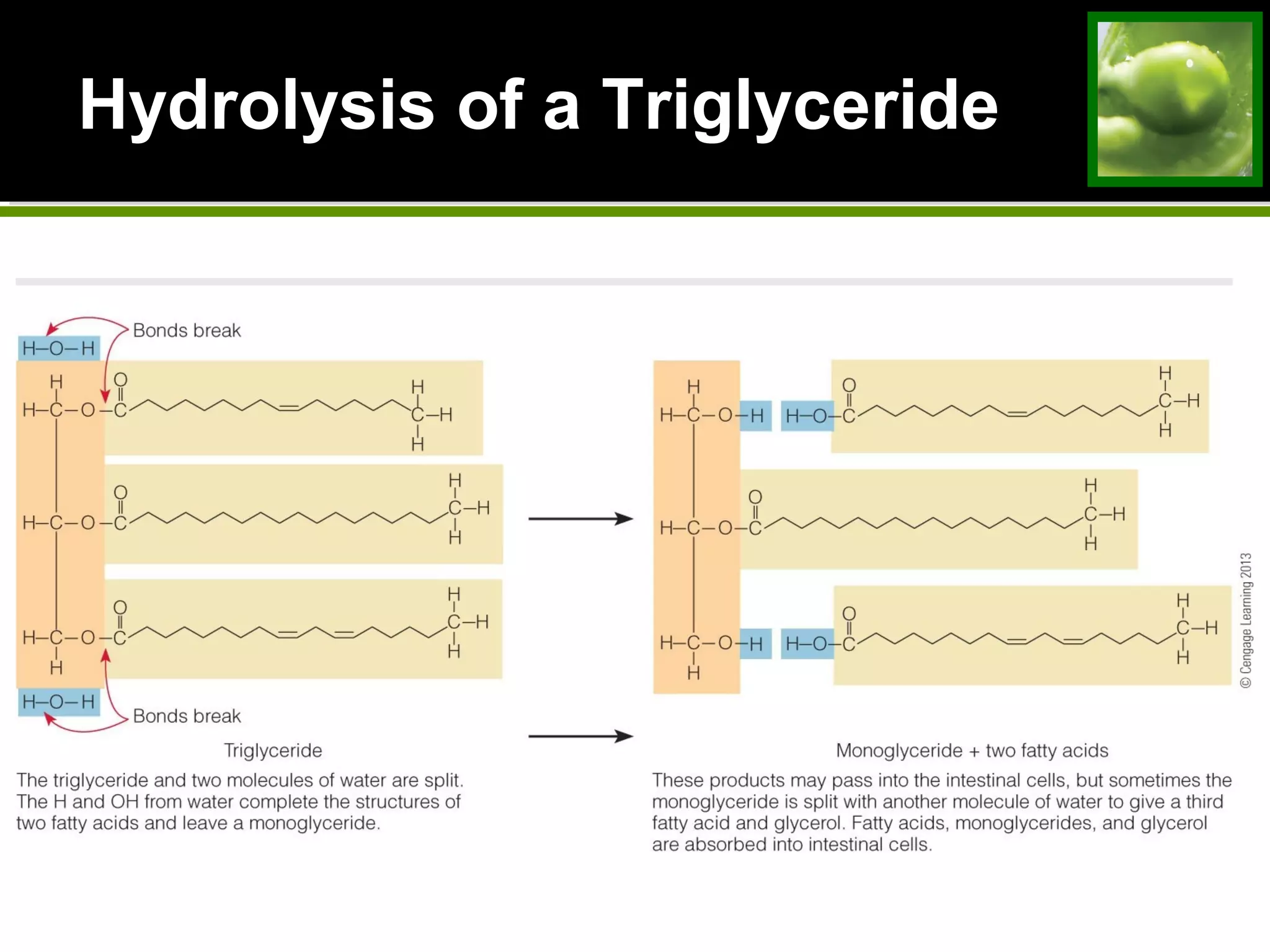 Hydrolysis of a TriglycerideHydrolysis of a Triglyceride
 