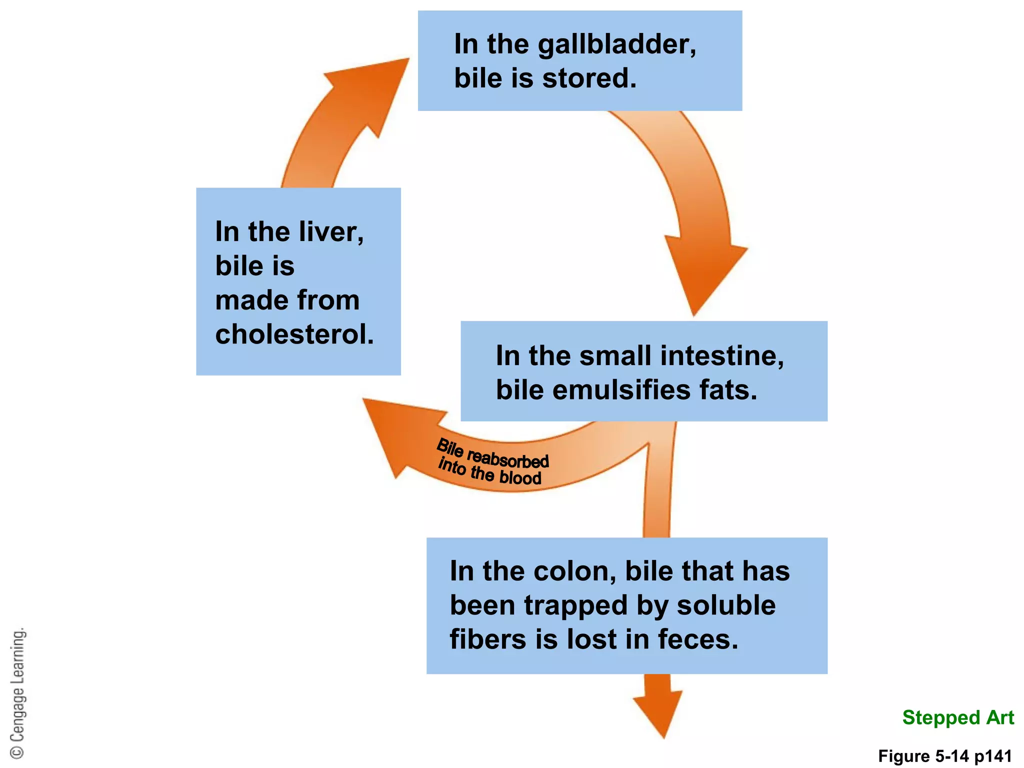 In the gallbladder,
bile is stored.
In the liver,
bile is
made from
cholesterol.
In the colon, bile that has
been trapped by soluble
fibers is lost in feces.
In the small intestine,
bile emulsifies fats.
Stepped Art
Figure 5-14 p141
 