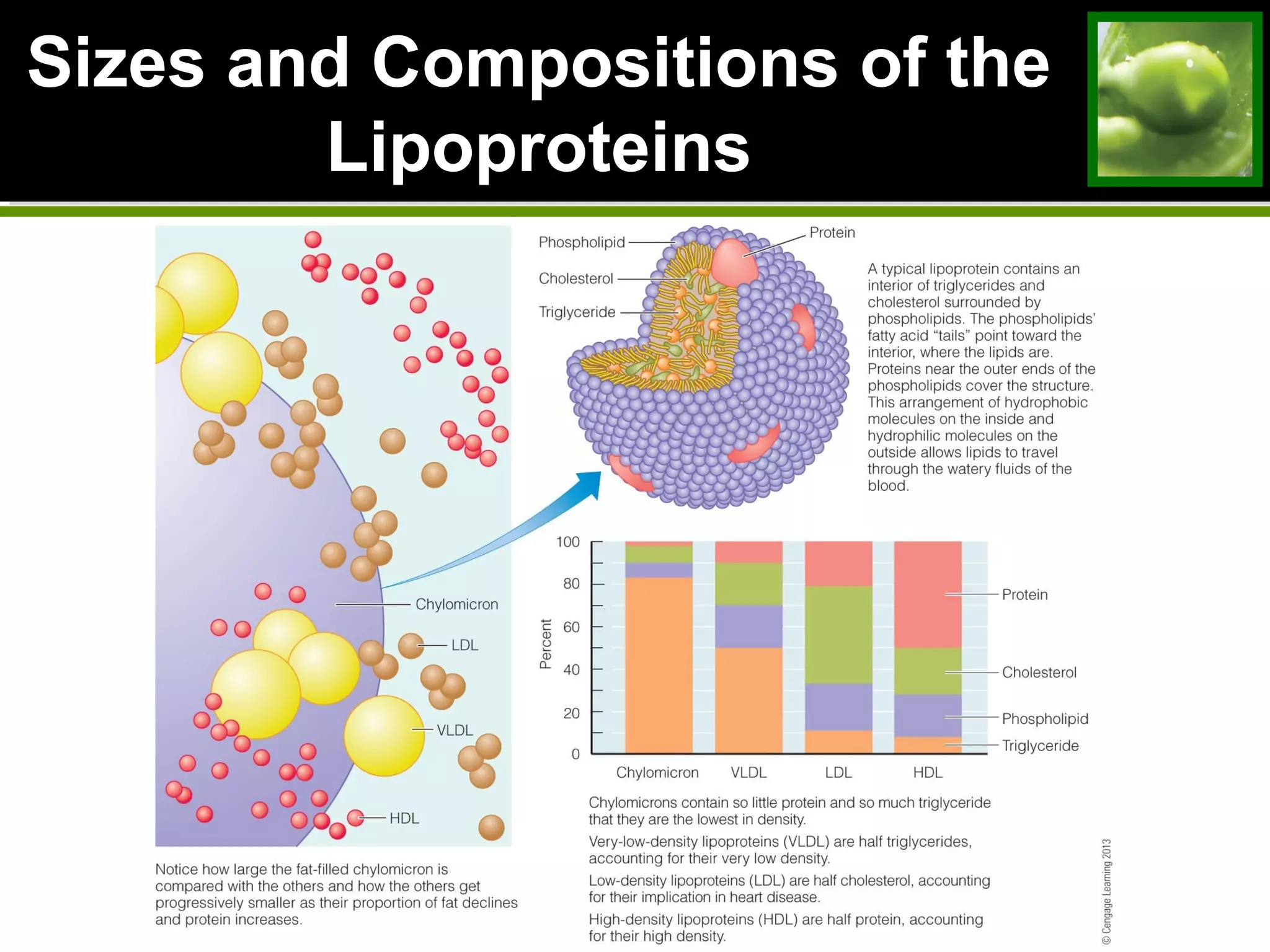 Sizes and Compositions of the
Lipoproteins
 
