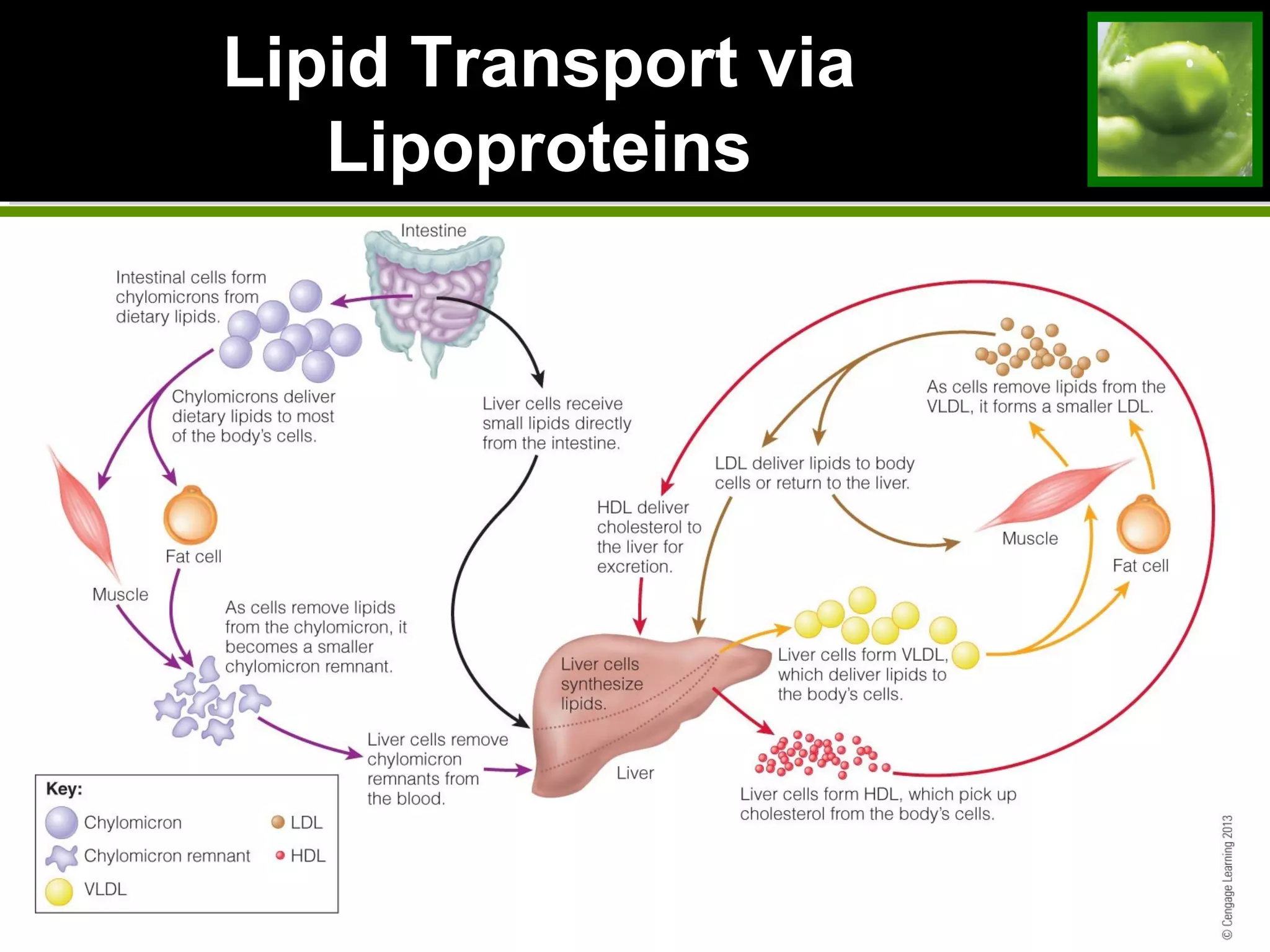 Lipid Transport viaLipid Transport via
LipoproteinsLipoproteins
 