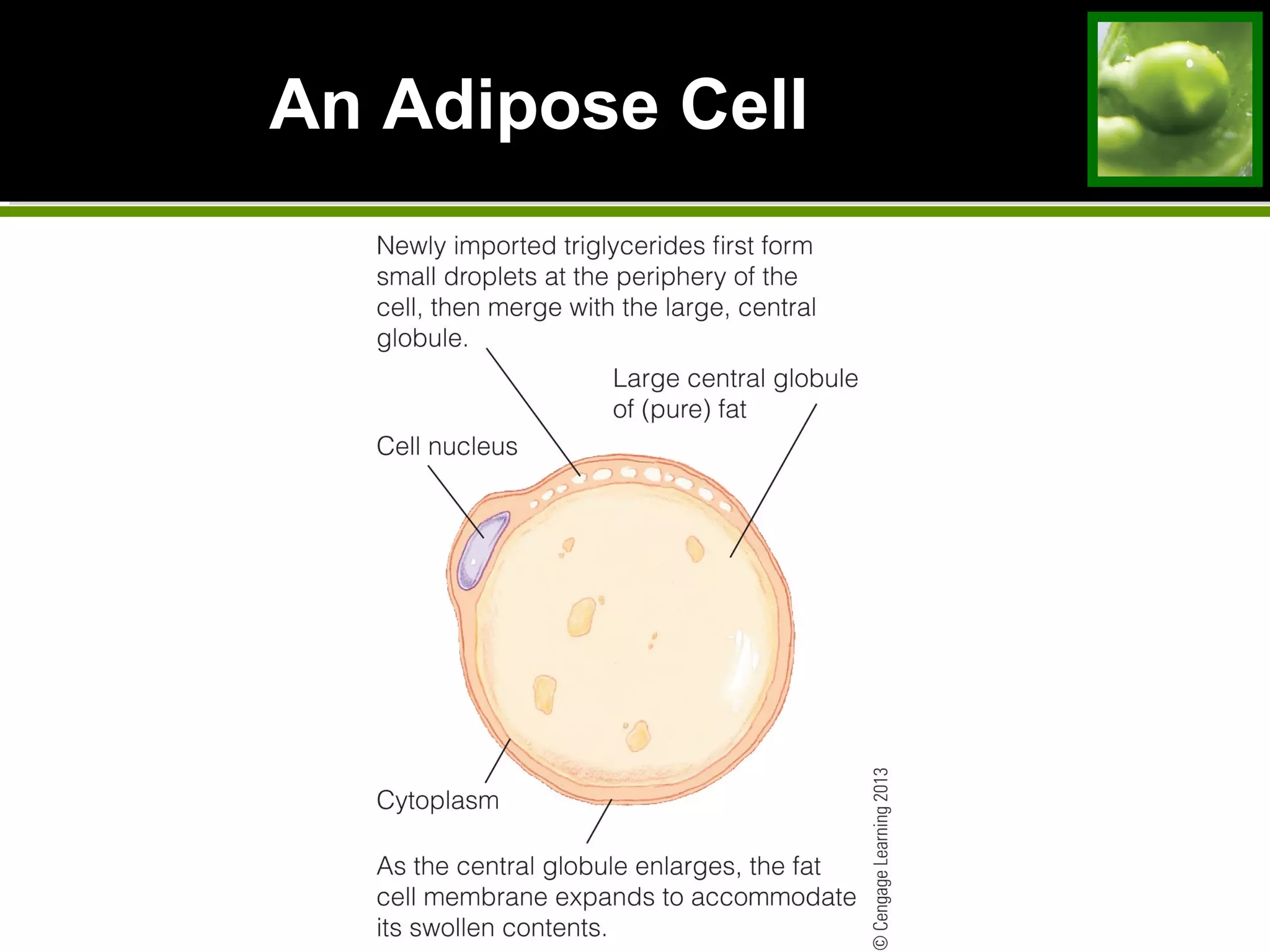 An Adipose Cell
 