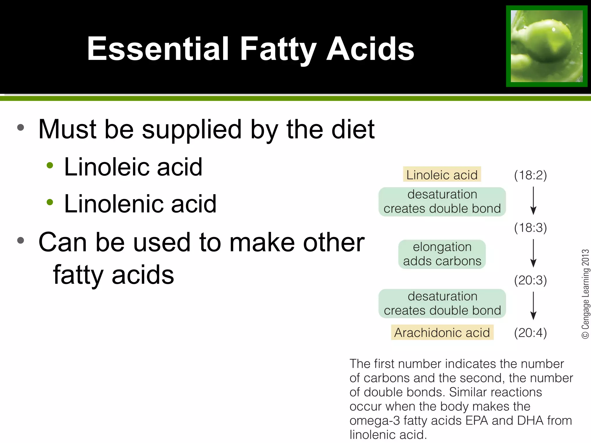 Essential Fatty Acids
• Must be supplied by the diet
• Linoleic acid
• Linolenic acid
• Can be used to make other
fatty acids
 