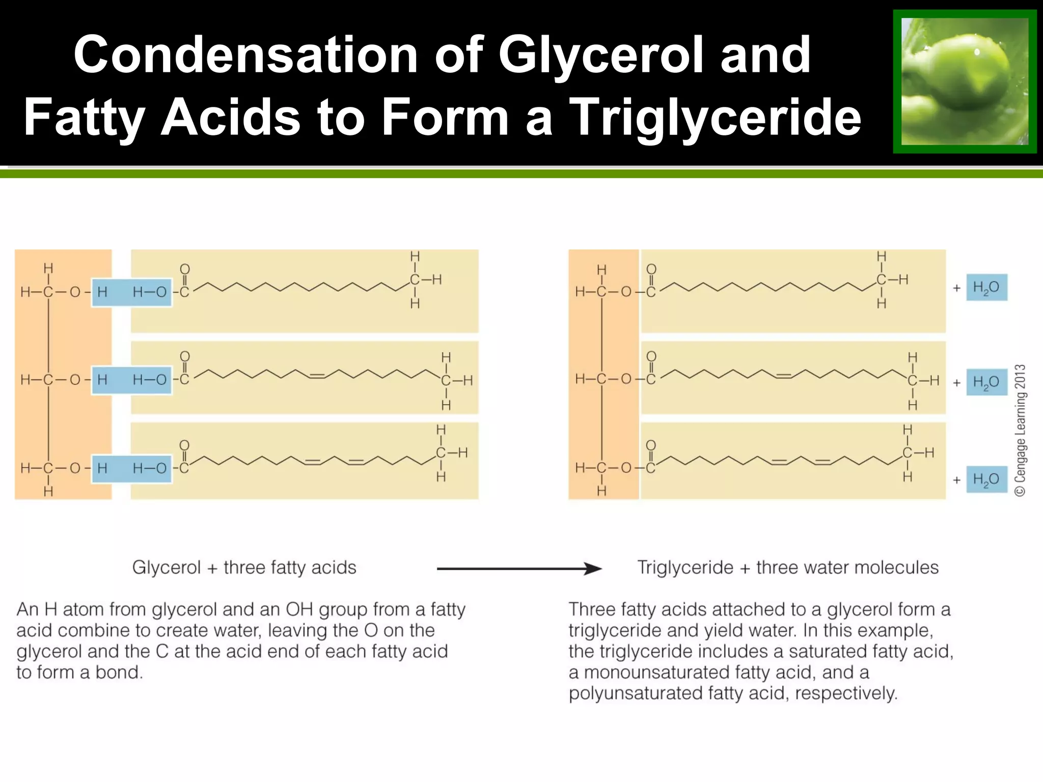 Condensation of Glycerol andCondensation of Glycerol and
Fatty Acids to Form a TriglycerideFatty Acids to Form a Triglyceride
 