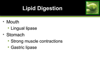 Lipid DigestionLipid Digestion
• Mouth
• Lingual lipase
• Stomach
• Strong muscle contractions
• Gastric lipase
 