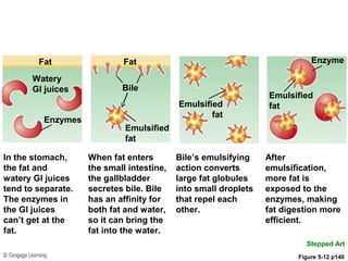 Fat
Watery
GI juices
Fat
In the stomach,
the fat and
watery GI juices
tend to separate.
The enzymes in
the GI juices
can’t get at the
fat.
When fat enters
the small intestine,
the gallbladder
secretes bile. Bile
has an affinity for
both fat and water,
so it can bring the
fat into the water.
Bile’s emulsifying
action converts
large fat globules
into small droplets
that repel each
other.
After
emulsification,
more fat is
exposed to the
enzymes, making
fat digestion more
efficient.
Enzyme
Bile
Enzymes
Stepped Art
Emulsified
fatEmulsified
fat
Figure 5-12 p140
Emulsified
fat
 