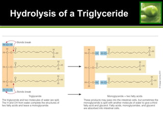 Hydrolysis of a TriglycerideHydrolysis of a Triglyceride
 