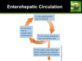 Enterohepatic CirculationEnterohepatic Circulation
 