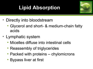 Lipid AbsorptionLipid Absorption
• Directly into bloodstream
• Glycerol and short- & medium-chain fatty
acids
• Lymphatic system
• Micelles diffuse into intestinal cells
• Reassembly of triglycerides
• Packed with proteins – chylomicrons
• Bypass liver at first
 