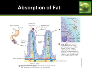 Absorption of FatAbsorption of Fat
 