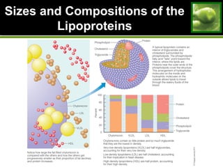 Sizes and Compositions of the
Lipoproteins
 