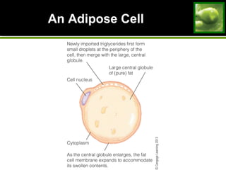 An Adipose Cell
 