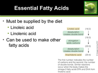 Essential Fatty Acids
• Must be supplied by the diet
• Linoleic acid
• Linolenic acid
• Can be used to make other
fatty acids
 
