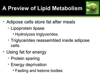 A Preview of Lipid MetabolismA Preview of Lipid Metabolism
• Adipose cells store fat after meals
• Lipoprotein lipase
• Hydrolyzes triglycerides
• Triglycerides reassembled inside adipose
cells
• Using fat for energy
• Protein sparing
• Energy deprivation
• Fasting and ketone bodies
 