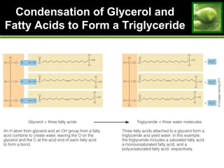 Condensation of Glycerol andCondensation of Glycerol and
Fatty Acids to Form a TriglycerideFatty Acids to Form a Triglyceride
 