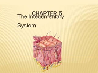 CHAPTER 5The Integumentary
System
 