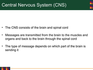 Central Nervous System (CNS)
• The CNS consists of the brain and spinal cord
• Messages are transmitted from the brain to the muscles and
organs and back to the brain through the spinal cord
• The type of message depends on which part of the brain is
sending it
 