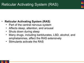 Reticular Activating System (RAS)
• Reticular Activating System (RAS)
• Part of the central nervous system
• Affects sleep, attention, and arousal
• Shuts down during sleep
• Many drugs, including barbiturates, LSD, alcohol, and
amphetamines, affect the RAS extensively
• Stimulants activate the RAS
 