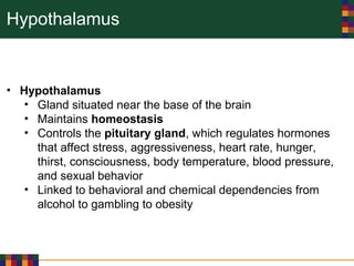 Hypothalamus
• Hypothalamus
• Gland situated near the base of the brain
• Maintains homeostasis
• Controls the pituitary gland, which regulates hormones
that affect stress, aggressiveness, heart rate, hunger,
thirst, consciousness, body temperature, blood pressure,
and sexual behavior
• Linked to behavioral and chemical dependencies from
alcohol to gambling to obesity
 