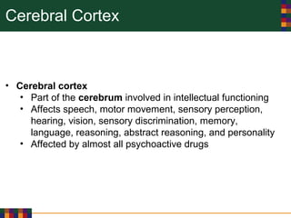 Cerebral Cortex
• Cerebral cortex
• Part of the cerebrum involved in intellectual functioning
• Affects speech, motor movement, sensory perception,
hearing, vision, sensory discrimination, memory,
language, reasoning, abstract reasoning, and personality
• Affected by almost all psychoactive drugs
 