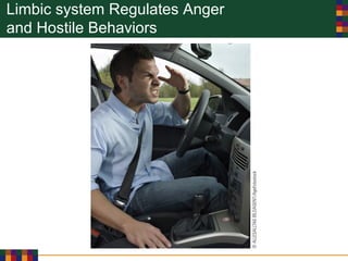 Limbic system Regulates Anger
and Hostile Behaviors
 