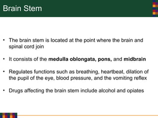 Brain Stem
• The brain stem is located at the point where the brain and
spinal cord join
• It consists of the medulla oblongata, pons, and midbrain
• Regulates functions such as breathing, heartbeat, dilation of
the pupil of the eye, blood pressure, and the vomiting reflex
• Drugs affecting the brain stem include alcohol and opiates
 