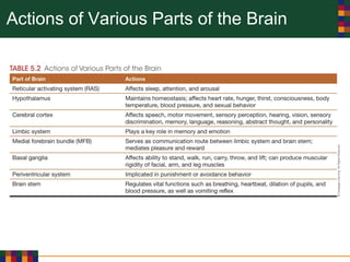Actions of Various Parts of the Brain
 