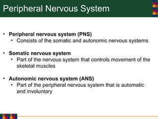 Peripheral Nervous System
• Peripheral nervous system (PNS)
• Consists of the somatic and autonomic nervous systems
• Somatic nervous system
• Part of the nervous system that controls movement of the
skeletal muscles
• Autonomic nervous system (ANS)
• Part of the peripheral nervous system that is automatic
and involuntary
 