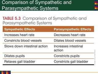 Comparison of Sympathetic and
Parasympathetic Systems
 