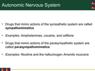 Autonomic Nervous System
• Drugs that mimic actions of the sympathetic system are called
sympathomimetics
• Examples: Amphetamines, cocaine, and caffeine
• Drugs that mimic actions of the parasympathetic system are
called parasympathomimetics
• Examples: Nicotine and the hallucinogen Amanita muscaria
 