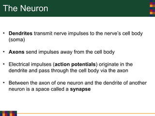 The Neuron
• Dendrites transmit nerve impulses to the nerve’s cell body
(soma)
• Axons send impulses away from the cell body
• Electrical impulses (action potentials) originate in the
dendrite and pass through the cell body via the axon
• Between the axon of one neuron and the dendrite of another
neuron is a space called a synapse
 