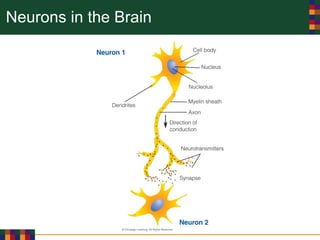 Neurons in the Brain
 