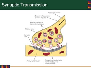 Synaptic Transmission
 