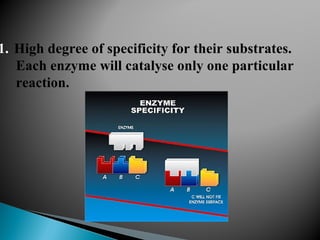 1. High degree of specificity for their substrates.
Each enzyme will catalyse only one particular
reaction.
 