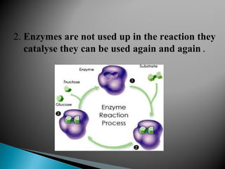 2. Enzymes are not used up in the reaction they
catalyse they can be used again and again .
 