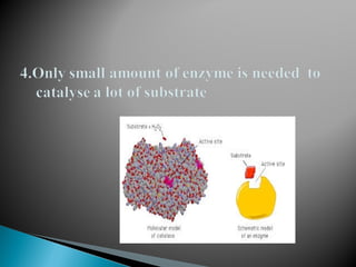properties of enzyme