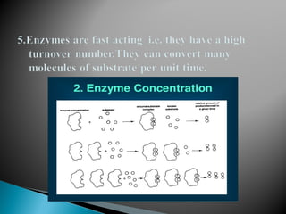 properties of enzyme