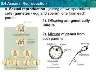 Chapter 5.4 asexual reproduction | PPT