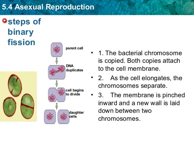 steps of binary fission
