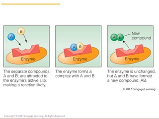 Chapter 5 Protein Ppt