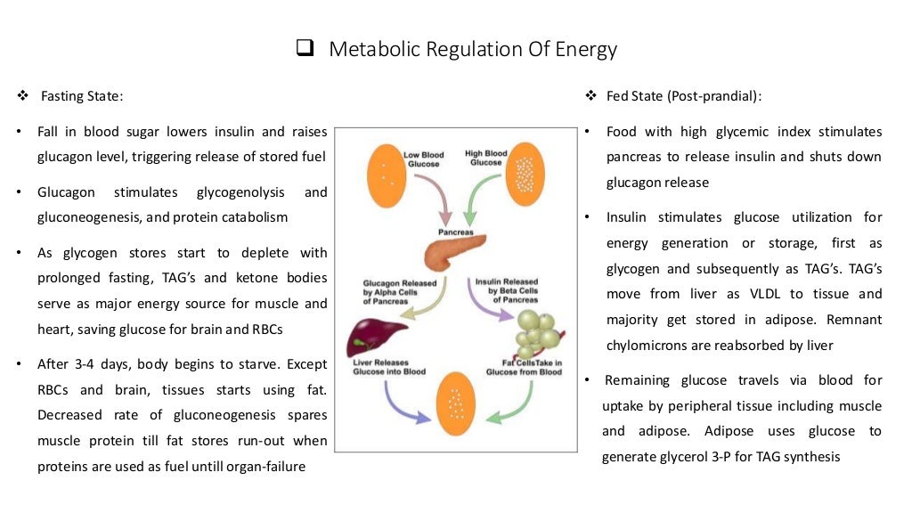 Metabolic Regulation