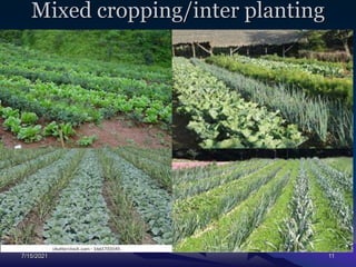 Mixed cropping/inter planting
7/15/2021 11
 