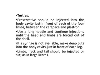 Turtle Injection Steps for the preservation of animals invertebrates and vertebrates | PPTX