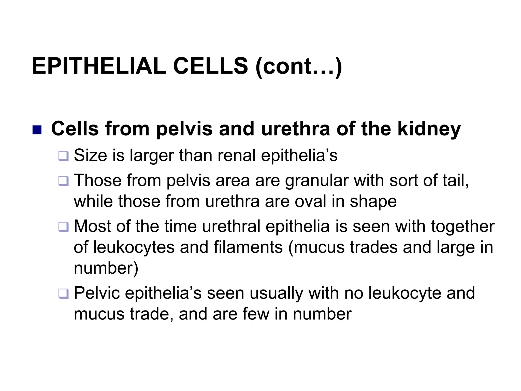 EPITHELIAL CELLS (cont…)
 Cells from pelvis and urethra of the kidney
 Size is larger than renal epithelia’s
 Those from pelvis area are granular with sort of tail,
while those from urethra are oval in shape
 Most of the time urethral epithelia is seen with together
of leukocytes and filaments (mucus trades and large in
number)
 Pelvic epithelia’s seen usually with no leukocyte and
mucus trade, and are few in number
 