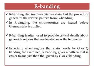 Ms Banding chapter 5. xms banding and karyotyping.pptx