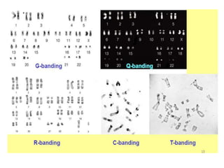 Ms Banding chapter 5. xms banding and karyotyping.pptx