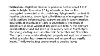 • Cultivation – Digitalis is biennial or perennial herb of about 1 to 2
meter in height. It requires 2.5 kg. of seeds per hector. It is
propagated by selected strain, containing high glucosidal content. It
requires calcareous, sandy, light soil with traces of manganese. The
soil is sterilized before sowings. It grows suitably in sandy situation,
luxuriantly at an altitude of 1600 to 3000 meters. The seeds of
digitalis are so small weight of 100 seeds are 40 to 70 mg. They are
mixed with fine sand and sown in the nursery beds in March/April.
The young seedlings are transplanted in September and November.
The crop is mannuared and irrigated properly and kept free of weeds.
In first year plant bears rosette leaves and in second year sessile
leaves. The flowering tops are removed to develop leaves
 