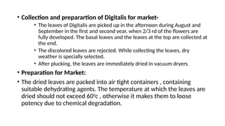 • Collection and preparartion of Digitalis for market-
• The leaves of Digitalis are picked up in the afternoon during August and
September in the first and second year, when 2/3 rd of the flowers are
fully developed. The basal leaves and the leaves at the top are collected at
the end.
• The discolored leaves are rejected. While collecting the leaves, dry
weather is specially selected.
• After plucking, the leaves are immediately dried in vacuum dryers.
• Preparation for Market:
• The dried leaves are packed into air tight containers , containing
suitable dehydrating agents. The temperature at which the leaves are
dried should not exceed 600
c , otherwise it makes them to loose
potency due to chemical degradation.
 